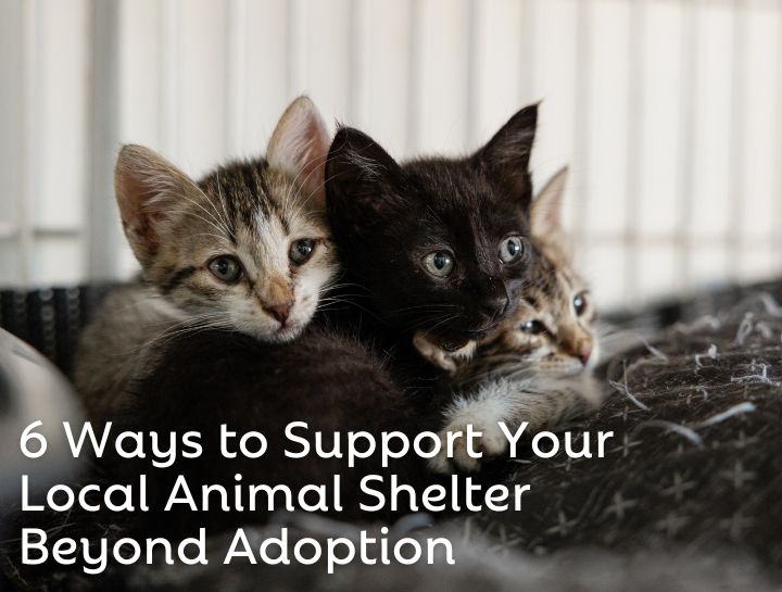 Six Ways to Support Your Local Animal Shelter Beyond Adoption